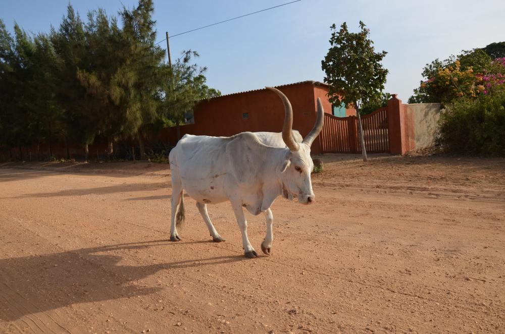 Ne itin našūs Afrikos naguočiai. -- Pixabay