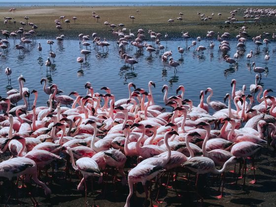 Flamingų būrys Walvis Bay pakrantėje. -- Rita Kulešovaitė