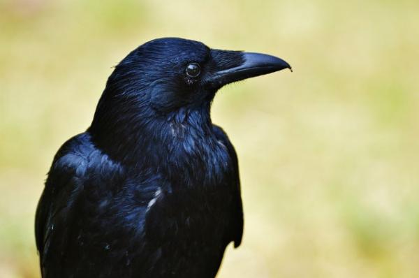 kaip prekiauti trimis juodomis varnomis opcionų prekyba tailande
