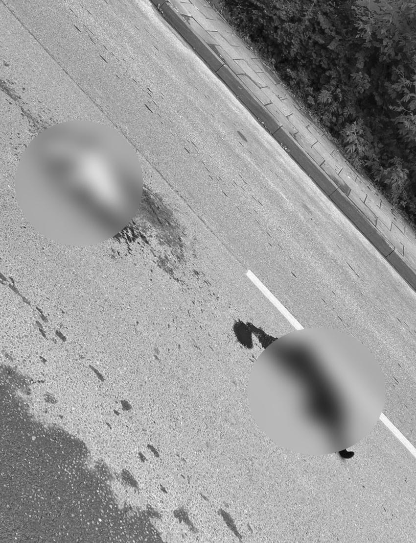 Taksisto suvažinėti katinai. -- Vakarų ekspresas