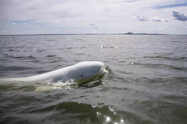 Til og med en forlatt hvit delfin fra den russiske hæren?  Alfa.lt