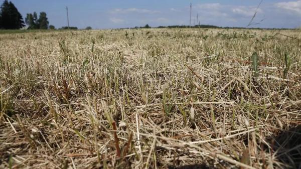 La CE propone di stanziare 10,6 milioni per gli agricoltori lituani colpiti da condizioni climatiche avverse e altri fattori.  euro.  Alfa.lt