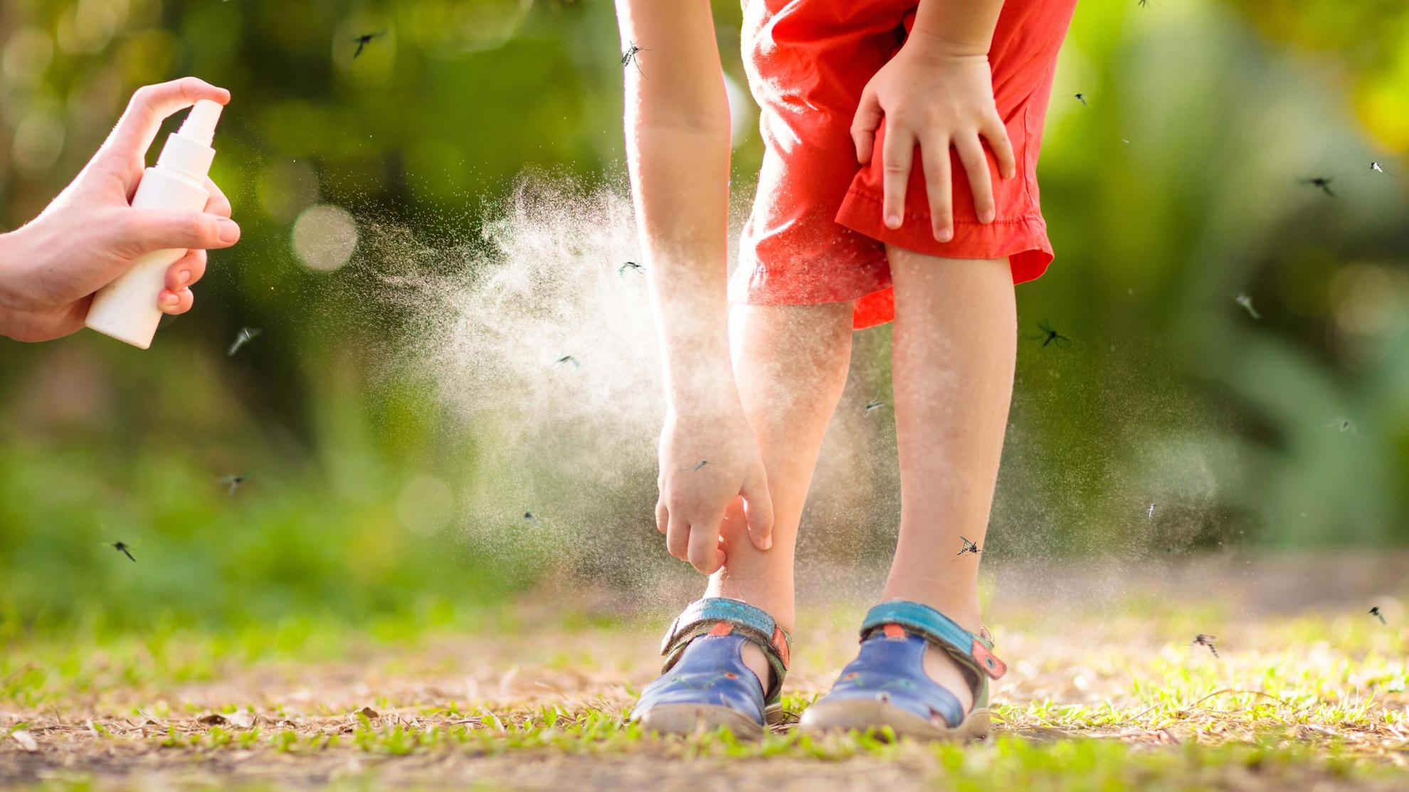 Vasara – uodų sezonas: kada jų pagausėja ir kaip nuo jų saugotis?