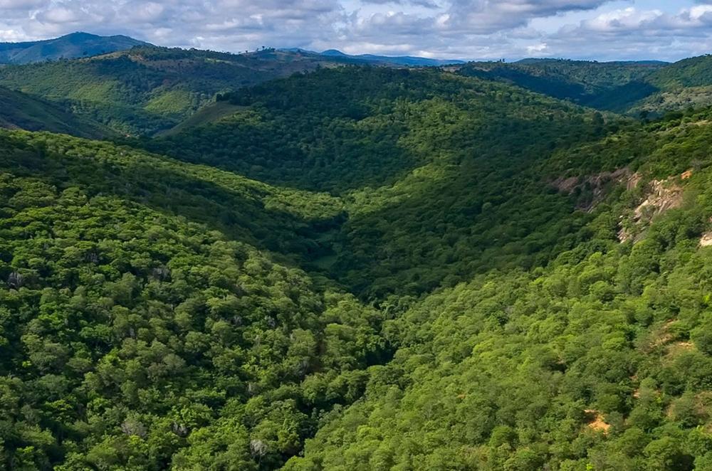 Vaizdas į mišką Aimorese. 2021 metai -- Instituto Terra